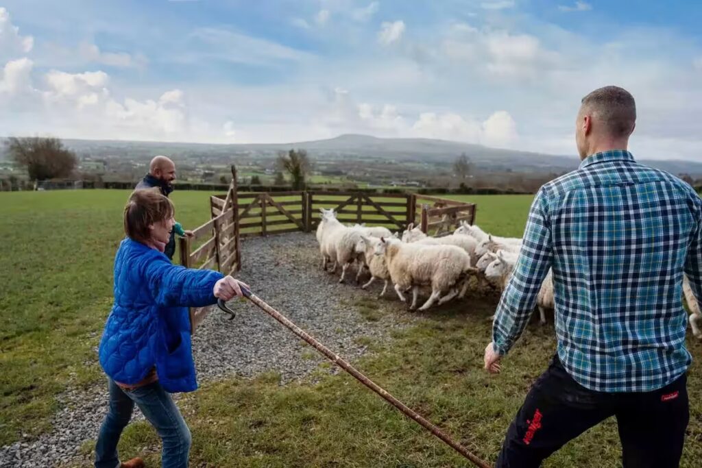 Glenshane Country Farm sheepdogs